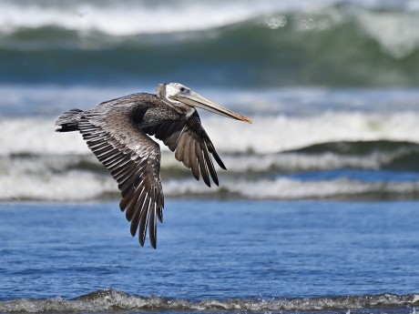 Brown Pelican