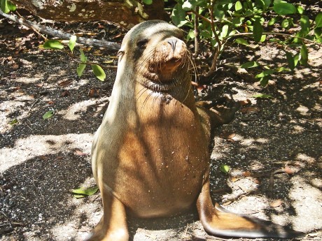 Sea Lion