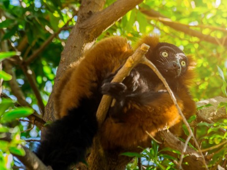 Lemur im Masoala Nationalpark 