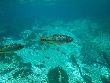Bonito Sealife