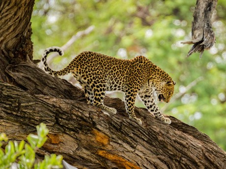 Botswana_Khwai GR_Leopard_shutterstock©r