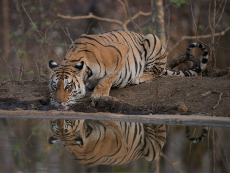 tiger drinking