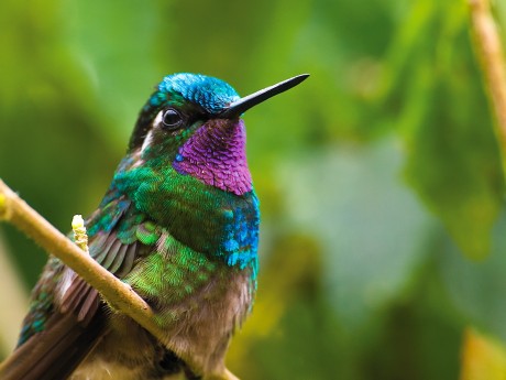 Purple-throated Mountain Gem