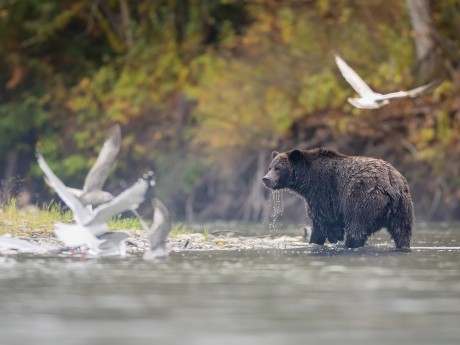Tweedsmuir Park Lodge Bear