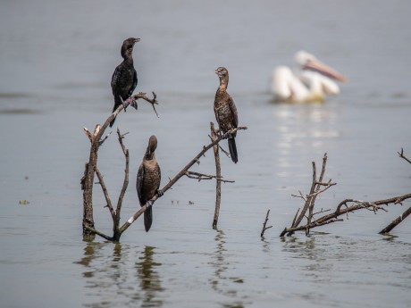Cormorants