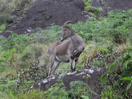 Nilgiri tahr