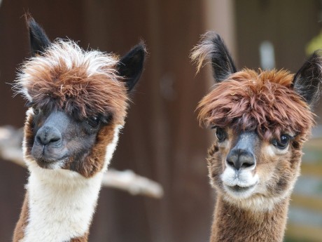 Alpacas