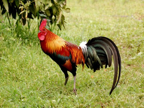 Jungle Fowl