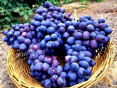 Wine Grapes