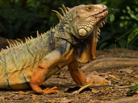 Iguana