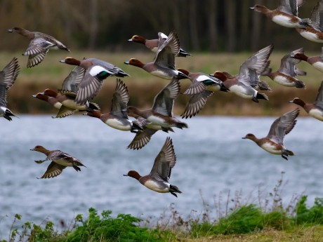 Wigeons