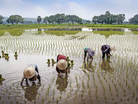 Rice Farmers