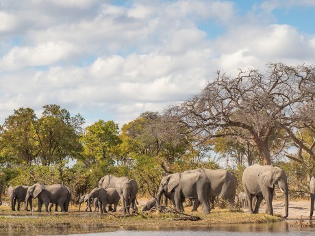 Sunway Botswana Moremi elephant Bruce Ta