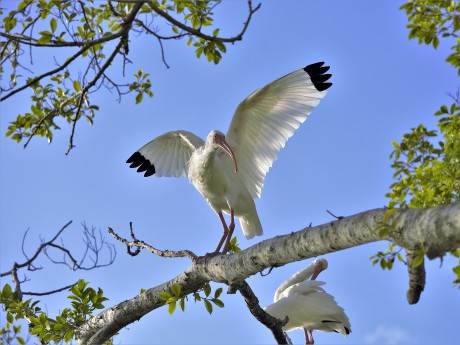 Ibis
