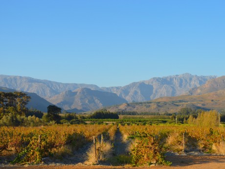 Africa Experience_Südafrika_Winelands_SA