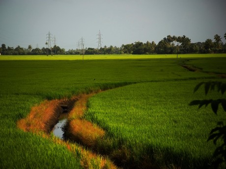 Alleppey Paddy Field