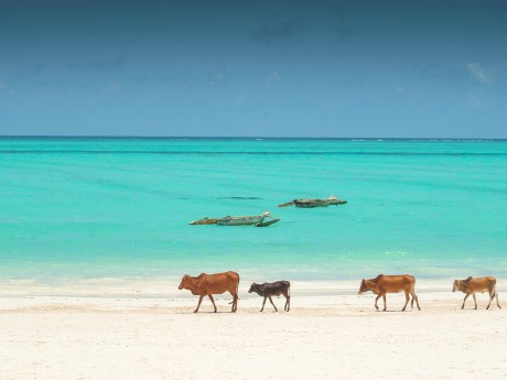 Zebu-Rinder - Sansibar - Tansania
