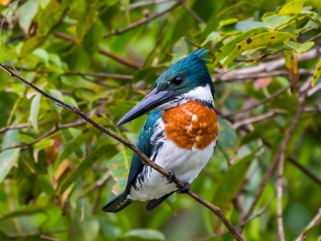 Vogelbeobachtung_Sarapiqui