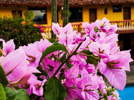 Bougainvillea spectabilis