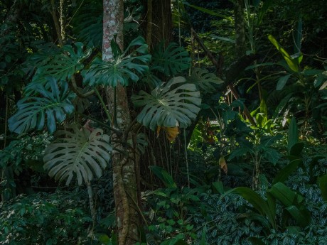Tijuca Forest