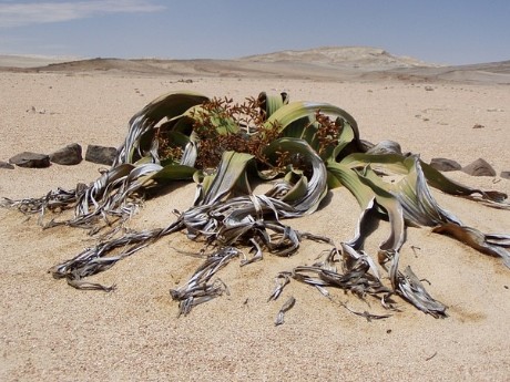 Welwitschia mirabilis, Namibia