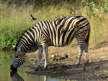 Zebra in Hazyview