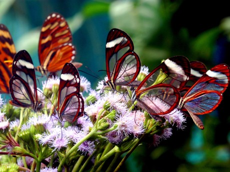 Glass Butterflies on Flower
