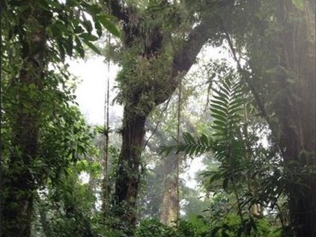 Costa_Rica_Monteverde_Nebelwald