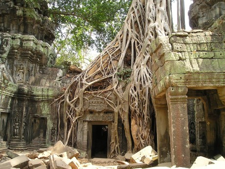 Angkor Wat Tree Root