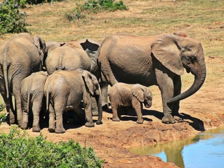 Elefants in Ohrigstad