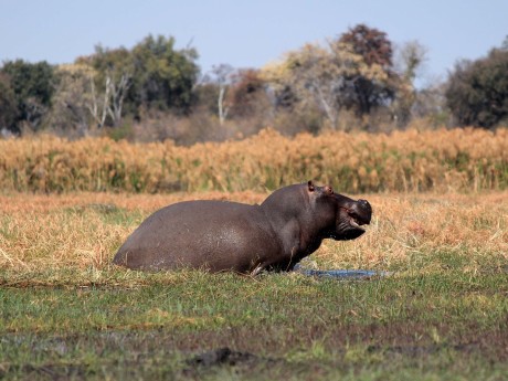Namibia_Zambezi Region_Mahango Nilpferd