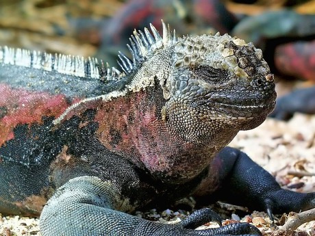Marine Iguana