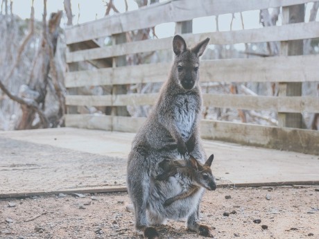 Kangaroos in Cowes, Australia