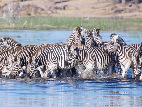 Leroo La Tau_Botswana_890_19952©Sense Bo