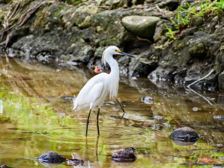 Snowy Egret, Egretta thula