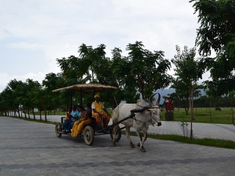 Südindien, Kuh, Wagen