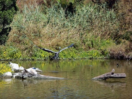 Pantanal Wetlands