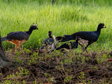 Bare Faced Curassow