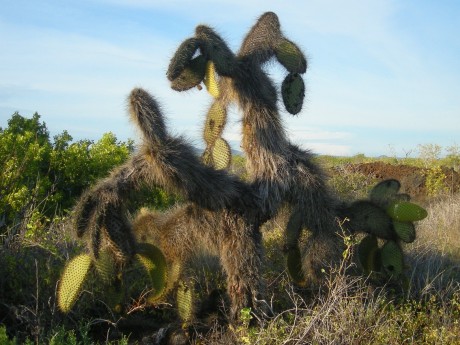 Galapagos Cactus