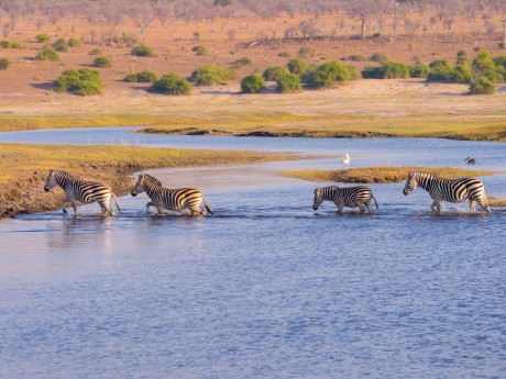 Chobe National Park Zebras