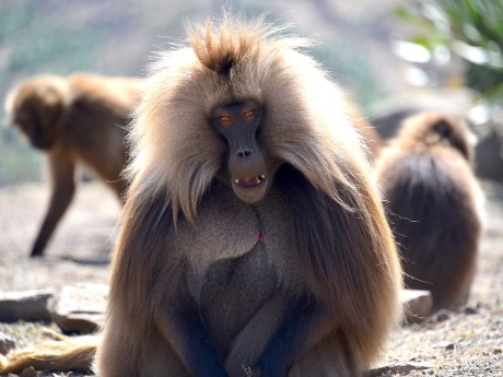 Gelada Baboons
