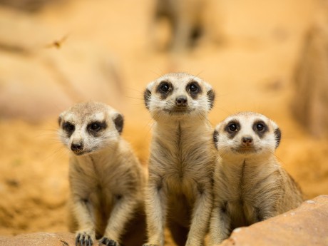 Suedafrika Erdmaennchen