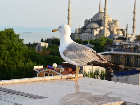 Blue Mosque