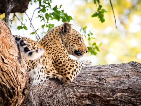 Sunway Botswana Moremi leopard Gianluca 