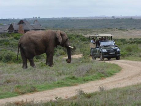 Garden Route Game Lodge_Game Drive_12