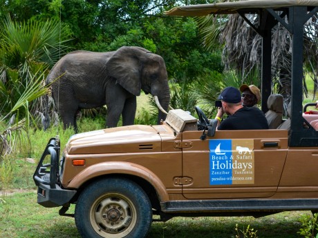 Tanzania - Safari - Elephant