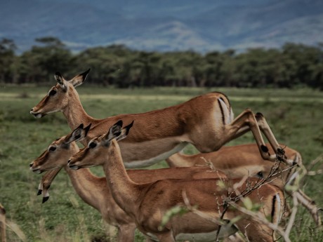 Jumping Gazelles