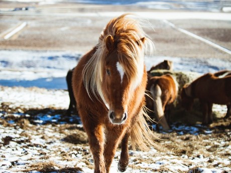 Horses in Höfn