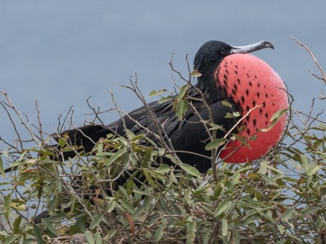 Frigate Bird
