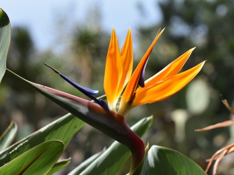 Blumenpracht in Madeira, Portugal